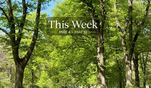 Early May in Central Park. Mature trees, young leaves, luminous green against a deep blue sky.